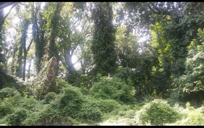 The Vine That Ate The South